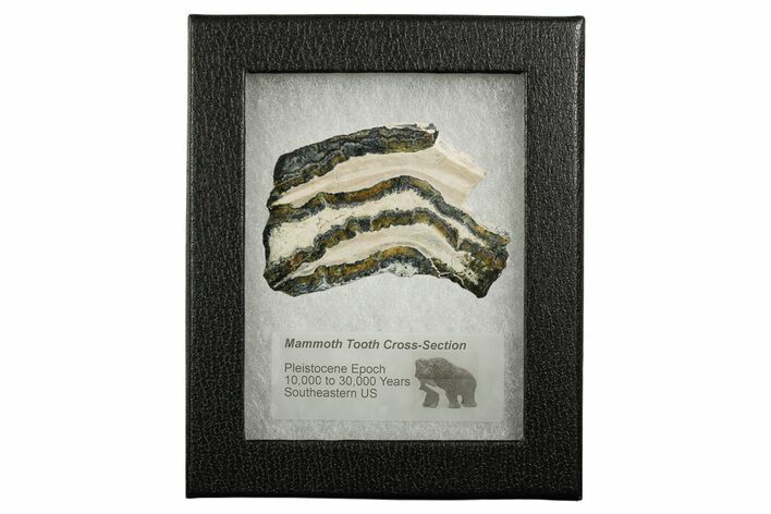 Mammoth Molar Slice With Case - South Carolina #349980